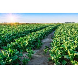CZ Grain Sugar Beets Deer Food Plot Seeds - 500 Seeds to Grow - Whitetail Deer Go Wild