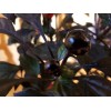 Ornamental - Black Pearl Pepper (30 Seeds) easy to grow