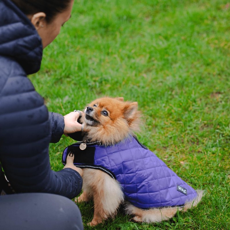 Henry Wag Quilted Dog Jacket - Stylish & Practical Dog