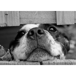 Staffordshire Bull Terrier Dog Blank Greeting Card