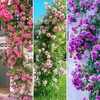 150+Mix Climbing Rose Seeds for Planting-Annual Rose Flower Seeds to