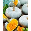 10+ Pumpkin Vegetable Seeds for Planting Outdoors Non-GMO Heirloom
