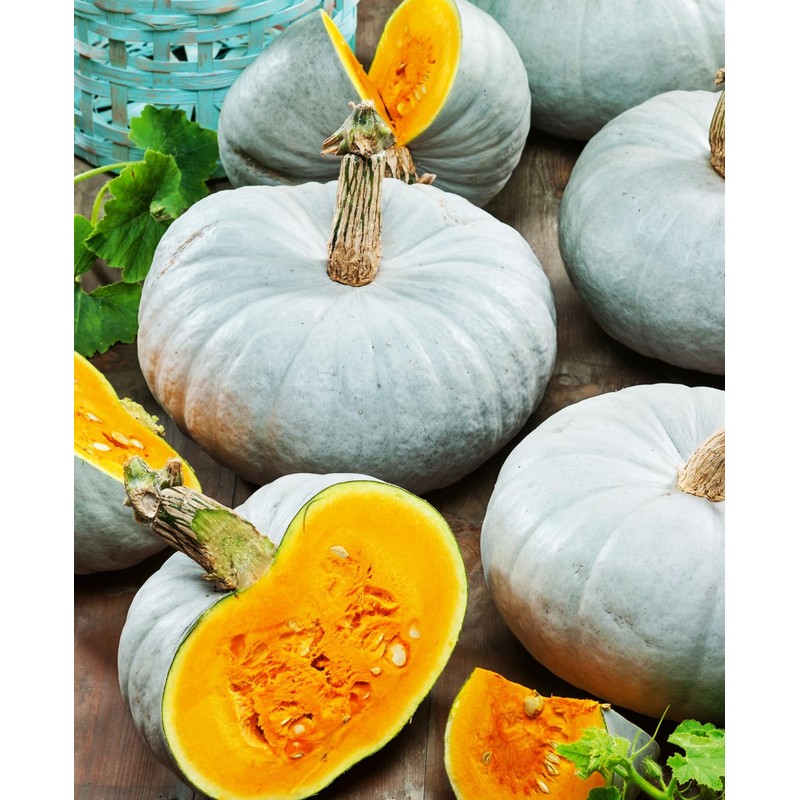 10+ Pumpkin Vegetable Seeds for Planting Outdoors Non-GMO Heirloom