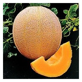 Cantaloupe Hales Best Jumbo Melon Heirloom Vegetable Seeds by Seed Kingdom (1 Lb Seeds)