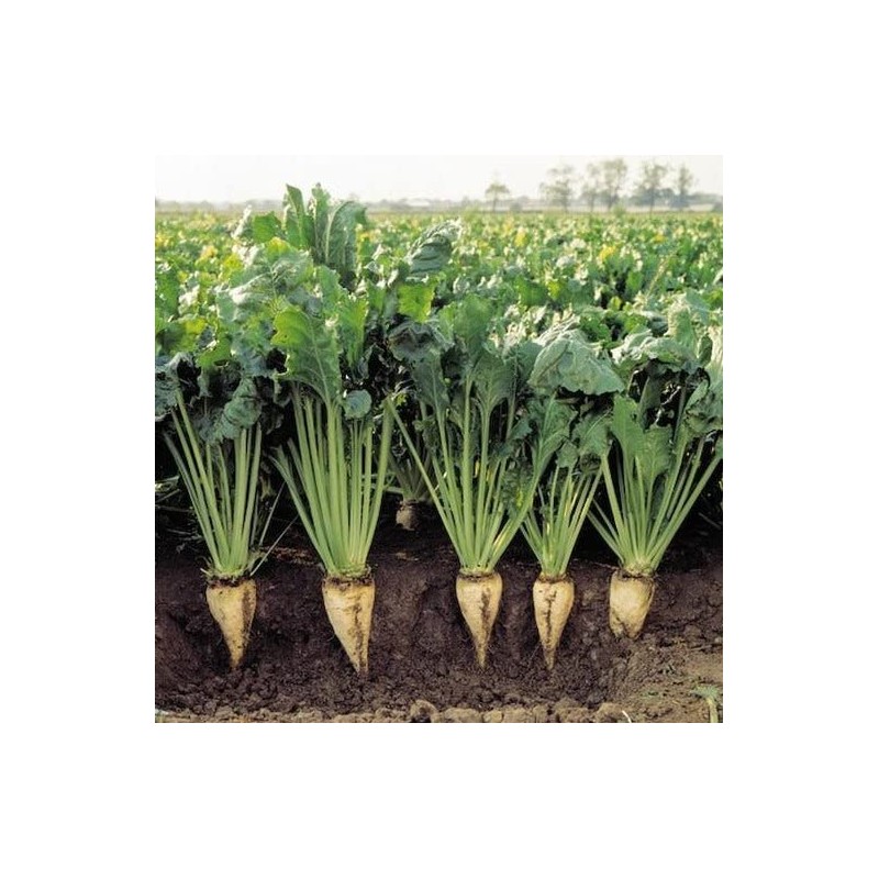 Sugar Beets Seed (10 Lbs.)