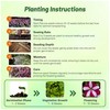 Outsidepride Burgundy Star Easy Wave Petunia Seeds - 15 Pcs.