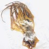 Dried Octopus Dried Seafood Whole Octopus 5oz 特大章鱼