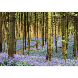 wall26 - Forest of Bluebell Flowers in The Spring Time Wall Mural, Removable Sticker, Home Decor - 66x96 inches
