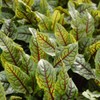 Red Bloody Sorrel Seeds (Rumex acetosa) Giant Vegetable for Planting
