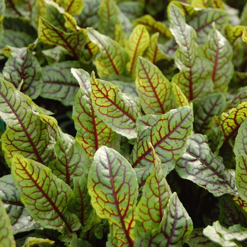 Red Bloody Sorrel Seeds (Rumex acetosa) Giant Vegetable for Planting