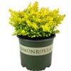 Blooming & Beautiful - Golden Nugget Dwarf Japanese Barberry -