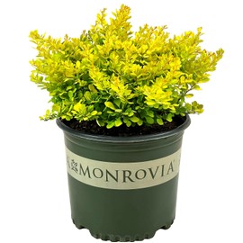 Blooming & Beautiful - Golden Nugget Dwarf Japanese Barberry - 3 gal - Monrovia - Deciduous Shrub - Golden Yellow Foliage - Compact - Zones 4-8 - Berberis thunbergii 'Monlers' - 3 Gallon