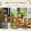 Champion Crafts Super Value Garden Ornament, Rabbit, Cute Spring Wind,
