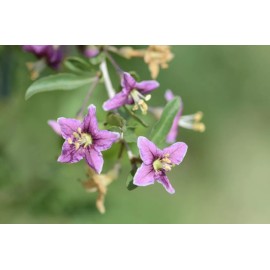 ONeill Seeds Gojiberry Seeds - Lycium barbarum Seeds - Goji Berry - Multiple Quantities - 100