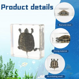 Taxidermy Turtle Insect in Resin, Real Turtle Specimens Animal Paperweights Specimen in Resin Fans of Taxidermy Animal Skull Oddities Biology Preserved in Resin for Taxidermy Science Decor