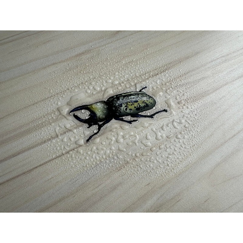 Hercules Beetle Sticker, Insect Clear Vinyl Decal, Entomology Sticker, Bug