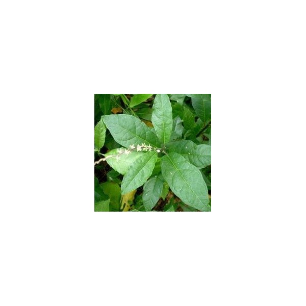 Purelifeherbs Anamu Loose Leaves/Guinea Hen Weed Loose Leaves(1oz)(Garlic Weed)