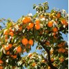 No Brand American Persimmon Tree - Live Plant 6-12" -