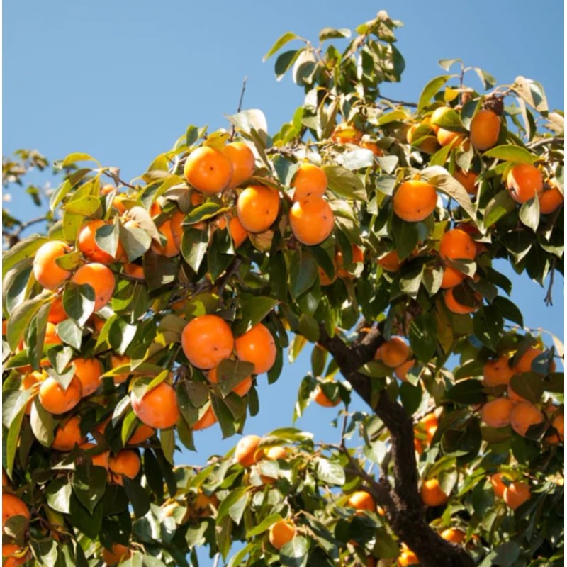No Brand American Persimmon Tree - Live Plant 6-12" -