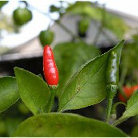 Generic Donni Sali Hot Peppers (Large) Seeds (45 Seeds)