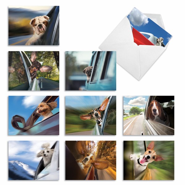 M6481TYG Doggie In The Window: 10 Assorted Thank You Note Cards Featuring Hilarious Canine Passengers Enjoying Their Car Ride in the Fresh Air, w/White Envelopes.