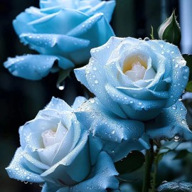 JQBay 20pcs Broken Ice Blue Rose Seeds - Unveil the Beauty of Unique Blue Blooms