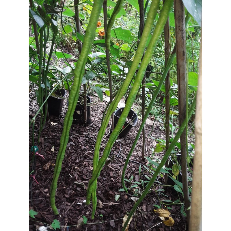 15 Organic Asian Long Bean Seeds (Green,Long Variety),Rare type.US grown.