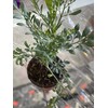 botanica las americas ruda rue Full Plant with Root, GREEN