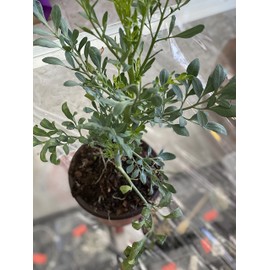 botanica las americas ruda rue Full Plant with Root, GREEN