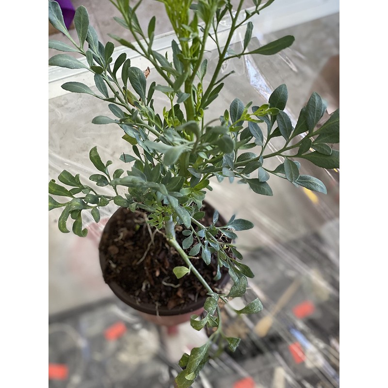 botanica las americas ruda rue Full Plant with Root, GREEN