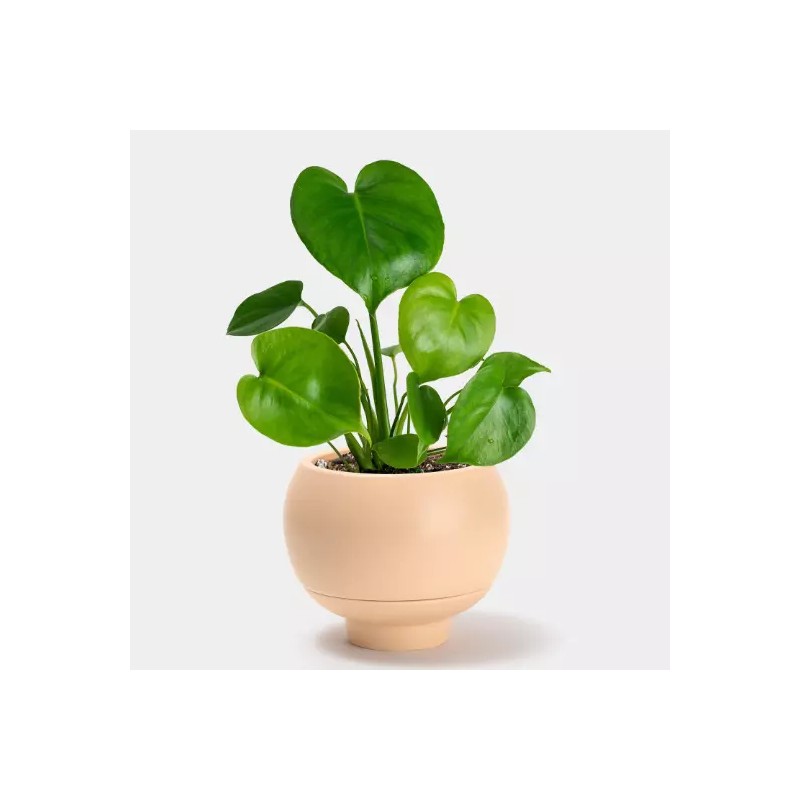 Odd Frond Monstera Deliciosa Seeds Fresh 10 Count Batch |