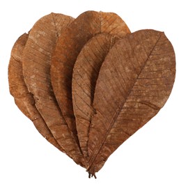 COLLBATH 20pcs Natural Dried Leaf Ornament for Sushi Decor Elegant Sashimi Tray Embellishment Versatile Food Presentation for Events Weddings and Baking Decor