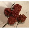 Dragon's Breath Ultra Hot Pepper Dried Whole Pods 5 Pack