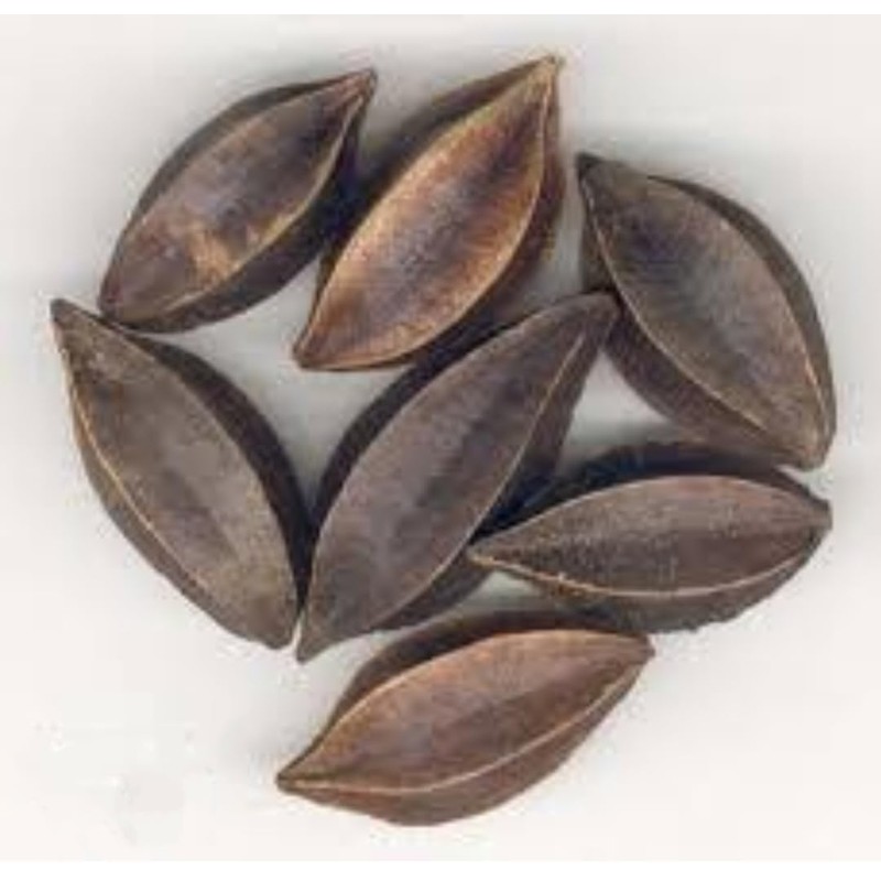 5 Seeds Rangoon Creeper, Red Pink Quisqualis Flower Seeds Combretum