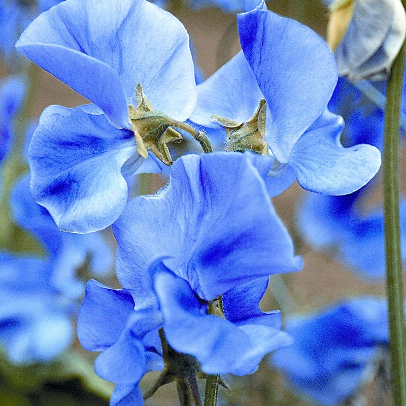 Blue Sweet Pea Seeds Lathyrus Odoratus 10 Seeds for Planting