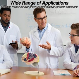 Brain Model 3D, 2 Times Enlargement 4-Part Human Brain Model with Functional Area Color Separation and Anatomical Location Identification for Learning The Structure of The Brain