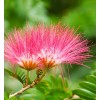 mimosa Dried Silk Mimosa Tree Pink Flowers Leafs Tea Tincture