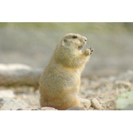 Handmade Prairie Dog Taxidermy Reference Photo Cd