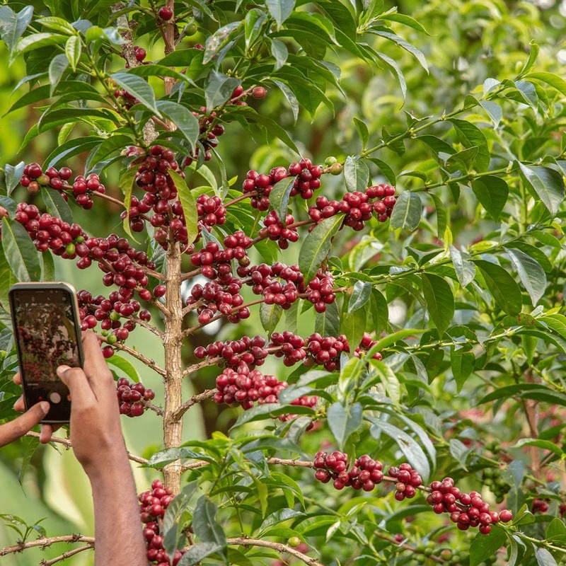 49th Parallel Coffee Roasters 123 W Longitude Blend, 340 GR