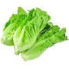 NO-GMO 350 Seeds, Paris Island Romaine Lettuce Seeds, Heirloom Seeds