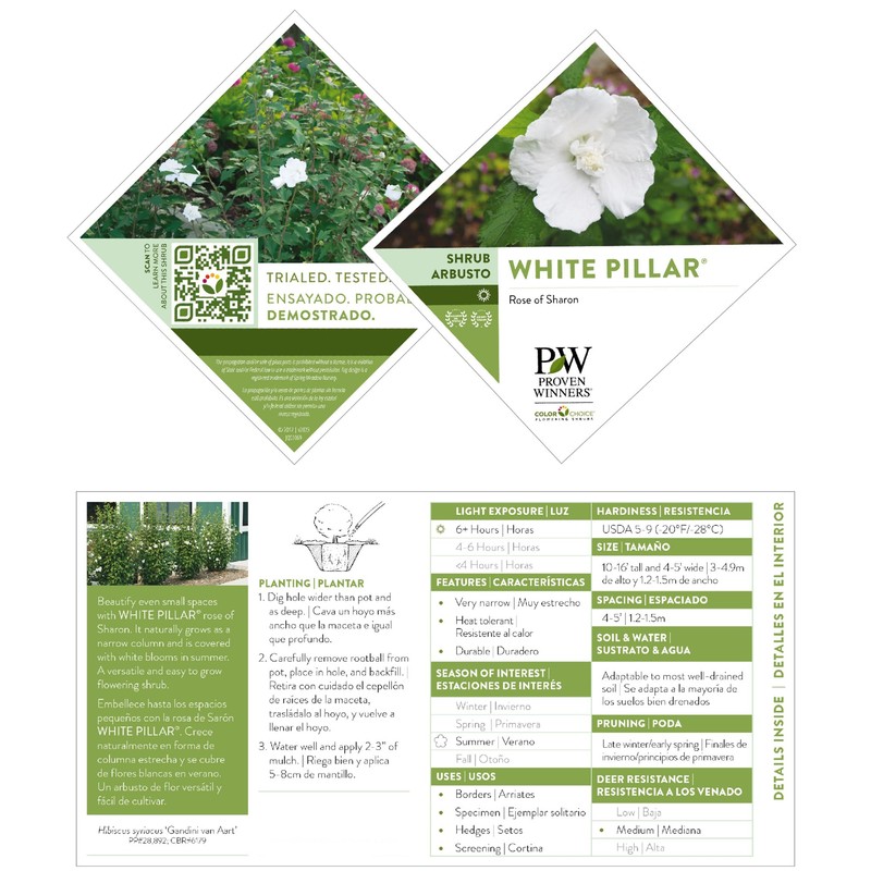 2 Gallon Proven Winners Hibiscus White Pillar Shrub