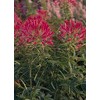 Cleome Queen Series Cherry Annual Seeds