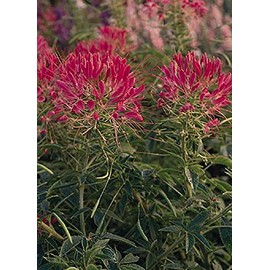 Cleome Queen Series Cherry Annual Seeds