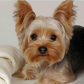 Rompecabezas de 1000 piezas Yorkie Yorkshire Terrier juego educativo para adultos rompecabezas de madera de animales accesorios de piso regalo para...