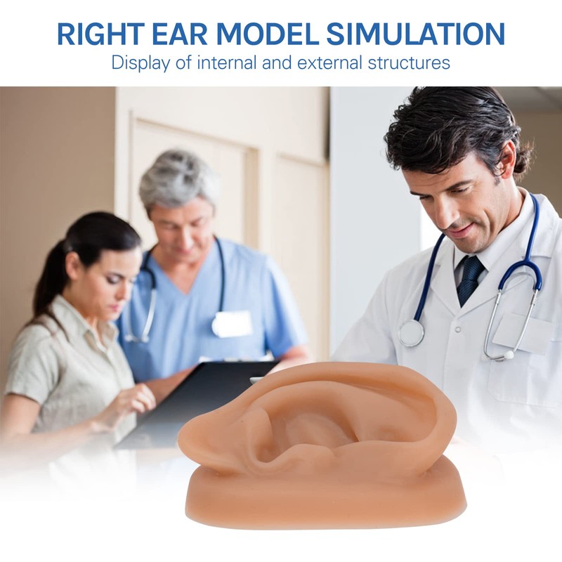 SimCoach Modelo de oreja de acupuntura, réplica de oreja artificial