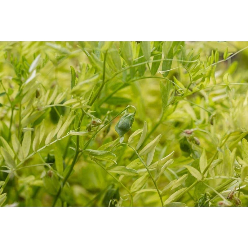 Food to Live Organic French Green Lentils, 10 Pounds –