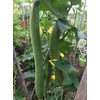 20 Edible Extra Long Smooth Luffa (YNKS2) Seeds Sponge Gourd 長絲瓜 muop Huong Thai/Chinese Okra