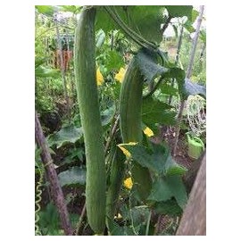 20 Edible Extra Long Smooth Luffa (YNKS2) Seeds Sponge Gourd 長絲瓜 muop Huong Thai/Chinese Okra