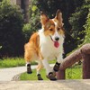 PETLOFT Non-Slip Dog Socks, Pack of 4 Indoor Non-Slip Dog