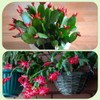 Doter Christmas Cactus Potting Soil Mix 2qt, Ideal for Succulents,